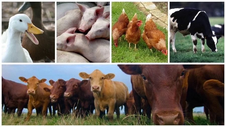 What is Livestock Farming – UpVey