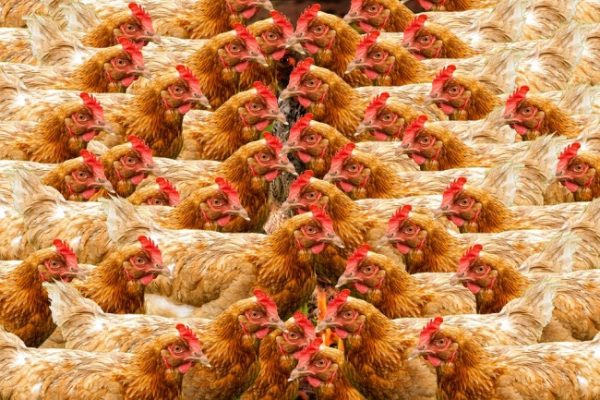Download Layer Poultry Farming A Profitable Business Upvey