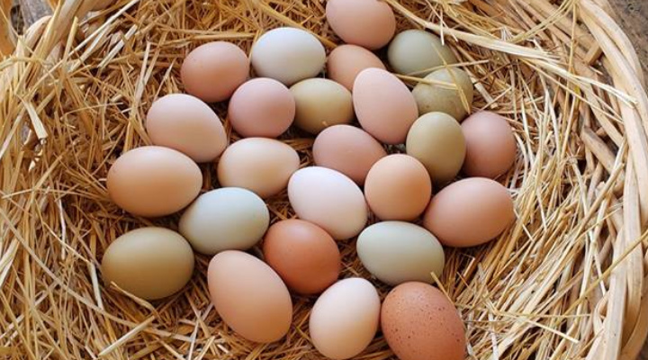 egg farming business plan in india