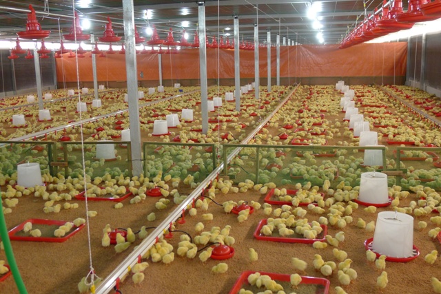 egg farming business plan in india