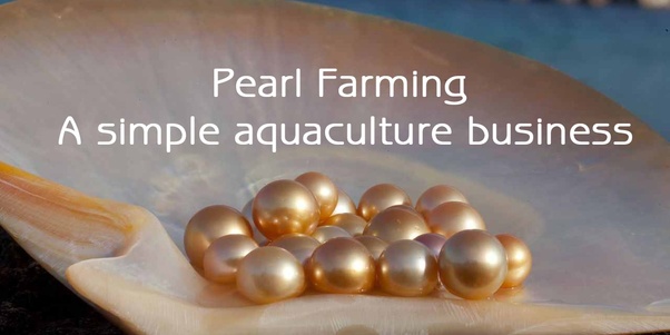 Farming golden pearl - georgianiom