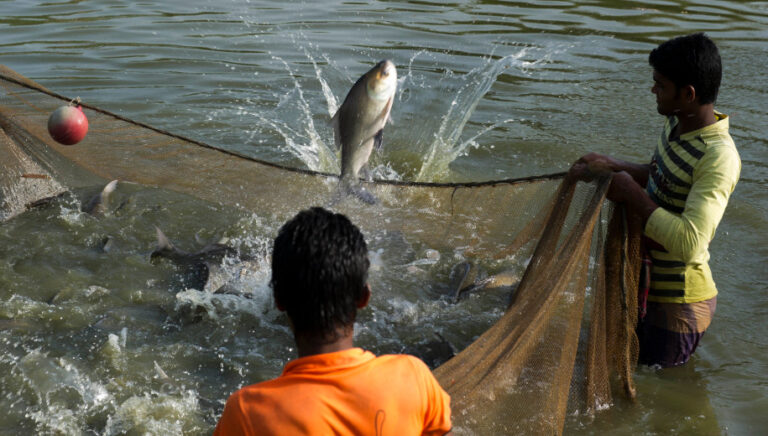 how-to-start-fish-farming-fish-farming-at-home-youtube