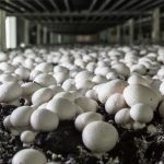 mushroomfarming2