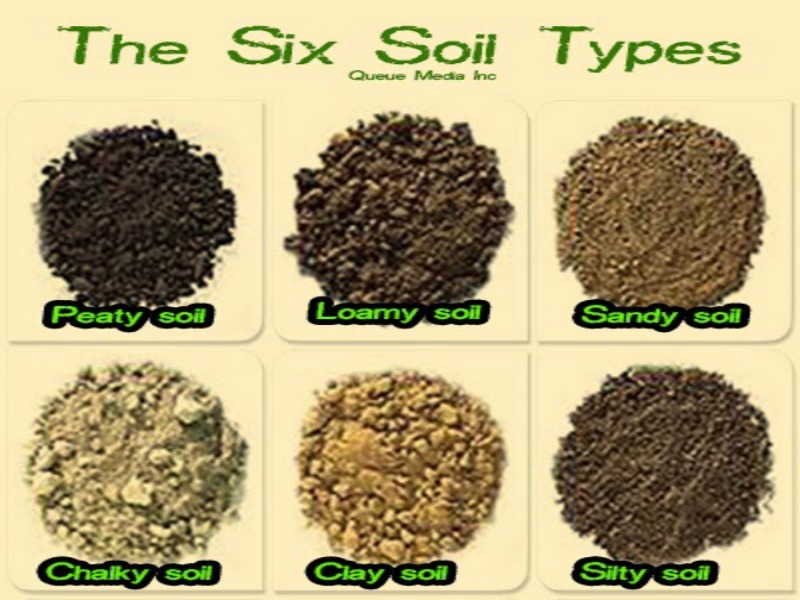 Loamy silt soils clay suited flowering