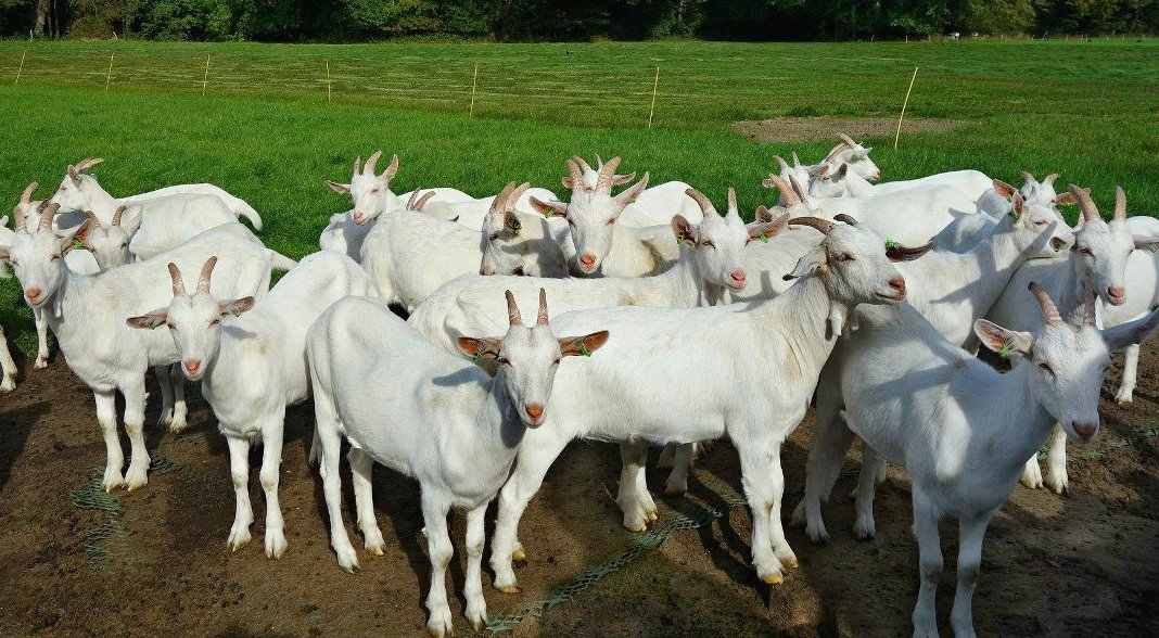 how to write a goat farming business plan